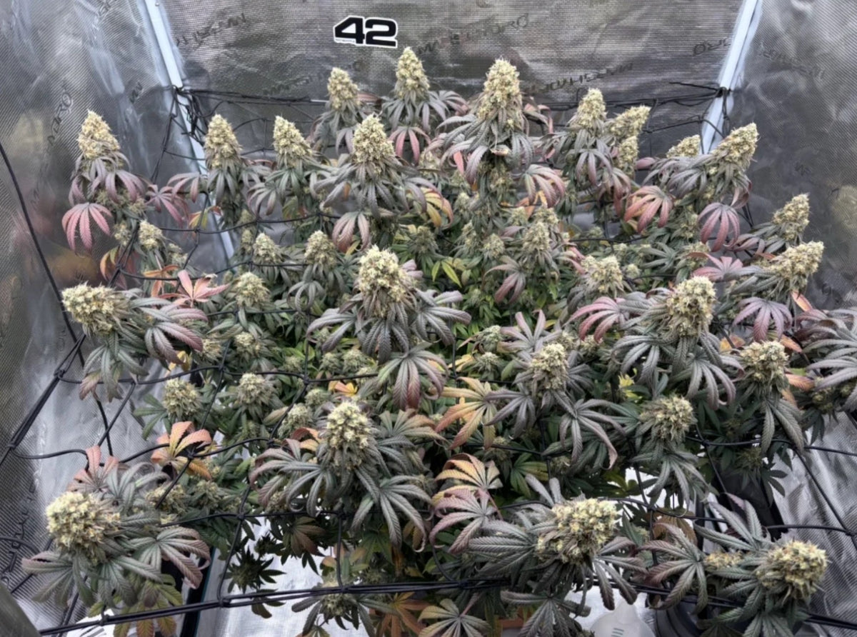 Fast Buds Papayton Fem 3St.