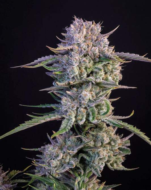Fast Buds Strawberry Gorilla Fem Auto 3St.