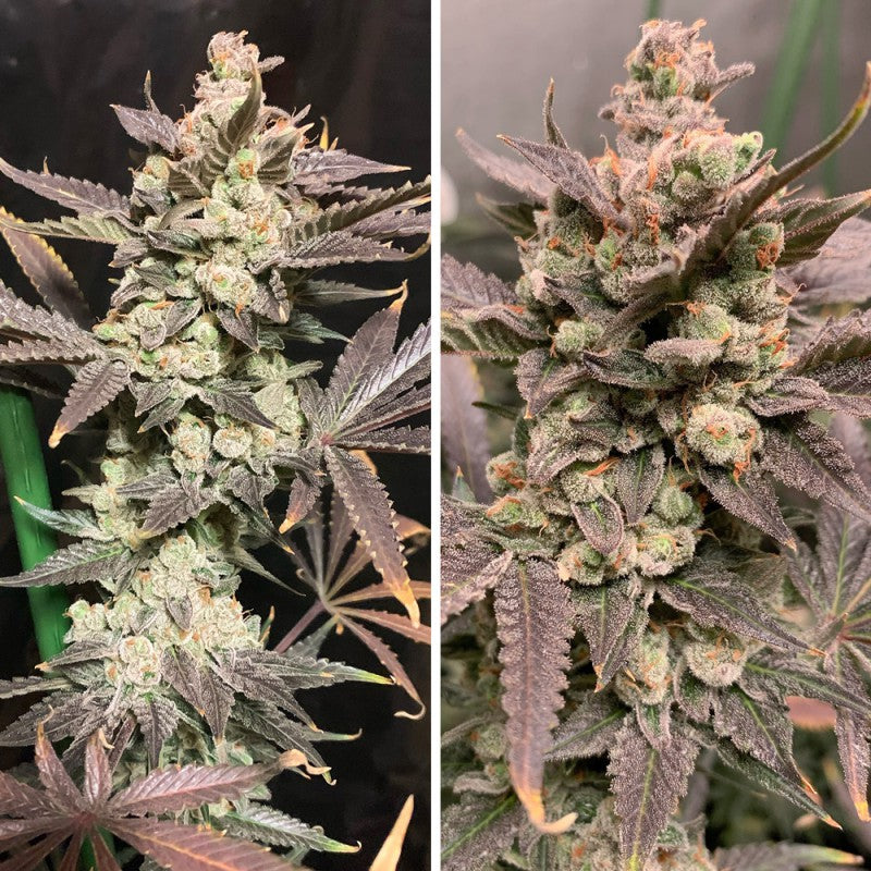 Dutch Passion Skywalker Haze Fem 3St.