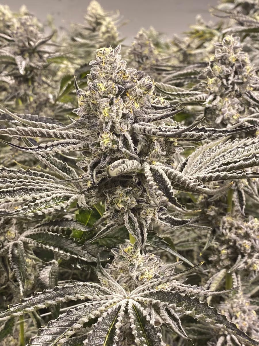 Cipher Genetics Snow Lobster Fem 3St.