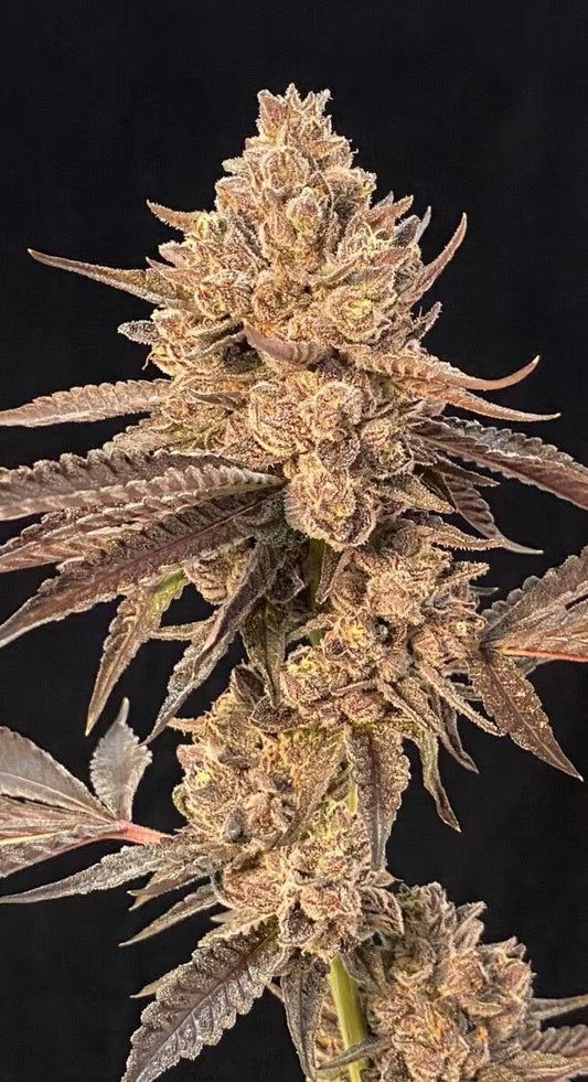 Cipher Genetics Roze Lobster Fem 3 St.