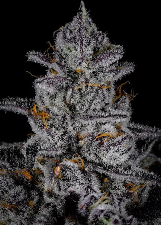 Cipher Genetics Blue Zangria Fem 3St.