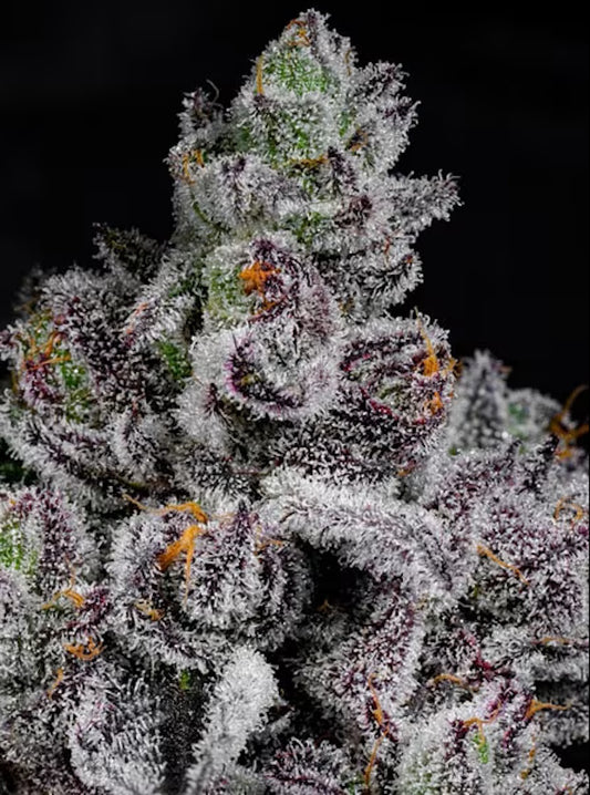 Cipher Genetics Cotton Candy Lobster Fem 3St.