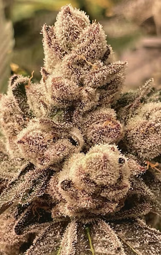 Cipher Genetics BBL Fem 3St.