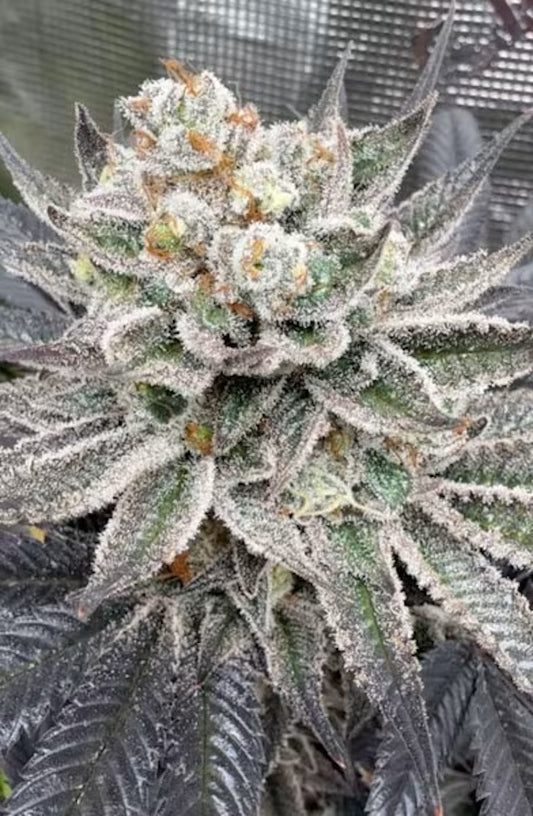 Cipher Genetics Maui Lobster Fem 3St.