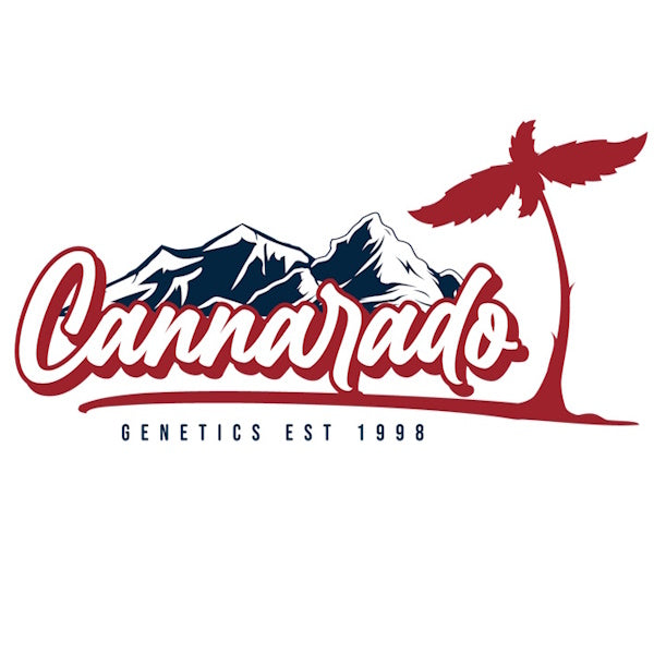 Cannarado ChemD/Original Haze x ChemD/ChemSis Fem 6St.